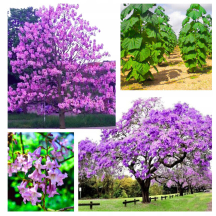  CESAR PAULownia (Sauerstoffbaum) CO2