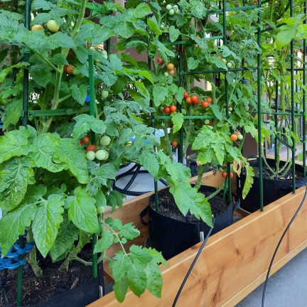 Tomatenstäbe, Pflanzenstützen, Gartenstützen für Gurken, 40 Stück/Set, 11 mm x 120 cm