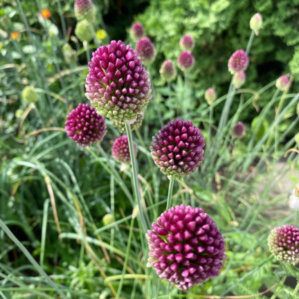 Kopfknoblauch (Allium sphaerocephalon), Blumenzwiebeln, Größe 4/5, 50 Stück.