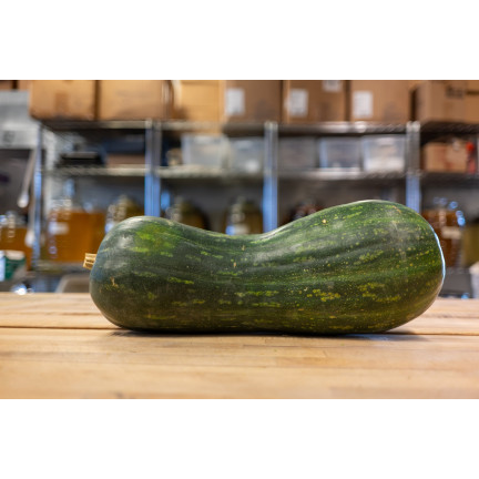 W1245 BUTTERNUSSKÜRBIS CUCURBITA MOSCHATA FEINES AROMA KÜRBISKERNE 5G