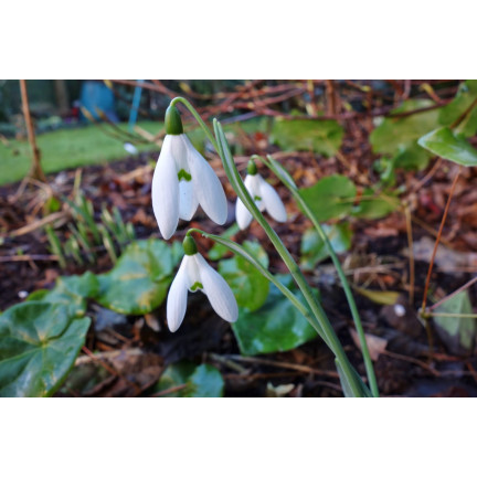 Galanthus „Elwesii“ (Schneeglöckchen), Blumenzwiebeln, Größe 4/5, 50 Stück.