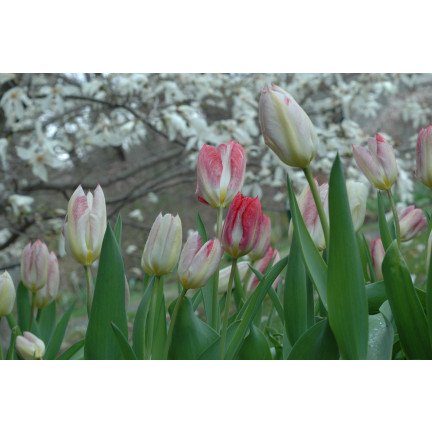 CEB4 TULIP FLAMINGO PURISSIMA BLUMENZWIEBEL 50 STÜCK.