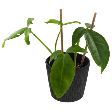 DSR130-S433 BLUMENTOPF DEKORATIVER DURCHBROCHENER TOPF 22,5CM SANDIG ANTHRAZIT MIT 5L EINSATZ