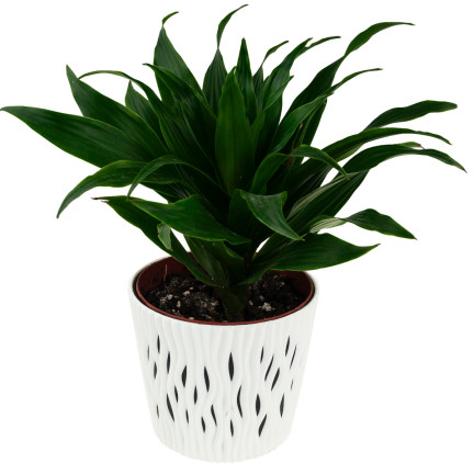 DSR220-S449 BLUMENTOPF MIT EINSATZ DEKORATIV WEISS GROSS 5L GEHÄUSE
