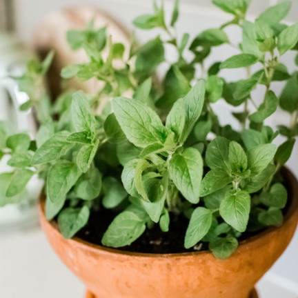 Z3026 OREGANO OREGANO KRÄUTERSAMEN AROMATISCHES KRAUT FÜR JEDE KÜCHE 0.5G