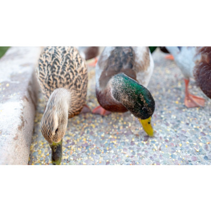 Entenfutter, Winterfutter für Vögel, Futtermischung mit Sonnenblumenkernen, 1 kg