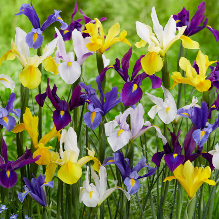 Holländische Iris, Iris hollandica, Schwertlilie, Blumenzwiebeln, Größe 6/7, 50 Stück.