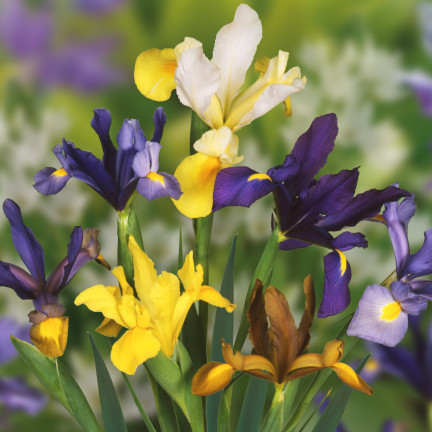 Holländische Iris, Iris hollandica, Schwertlilie, Blumenzwiebeln, Größe 6/7, 50 Stück.