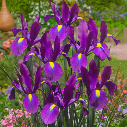 Holländische Iris „Purple Sensation“, Blumenzwiebeln, Größe 6/7, 50 Stück