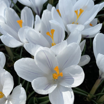 CEB11 KROKUS JEANNE D'ARC WEISSE BLUMENZWIEBELN 50 STK.