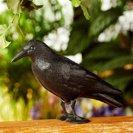 TG60297 GROSSE KRÄHE VOGEL ABSCHRECKUNG TAUBEN STARE