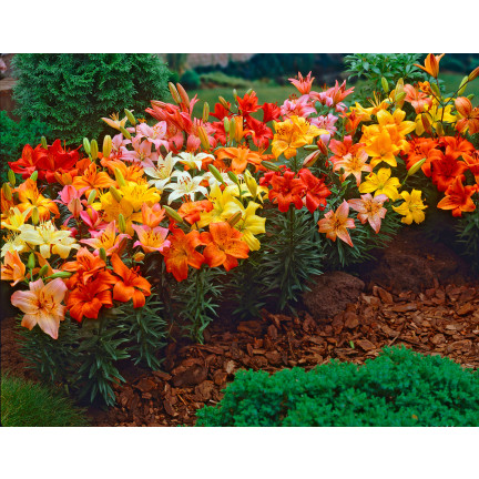 Asiatische Lilien, gemischte Sorten, Lilienzwiebeln, Größe 14/16, 5 Stück