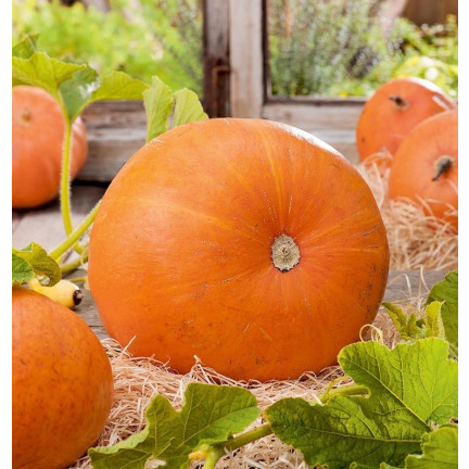 W1038 GOLIAS KÜRBIS CUCURBITA MAXIMA SAMEN KÜRBISFRUCHT BIS ZU 30KG 4G