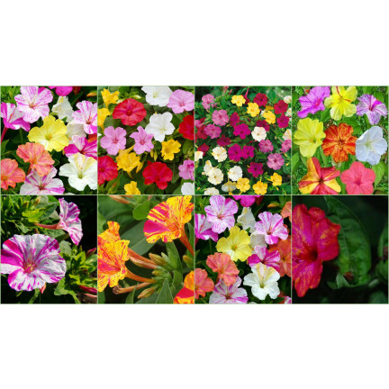 R2093 RIDDLER 2G Samenblumen TORAF mehrfarbig Blumenbeete fluoreszierende Farbe