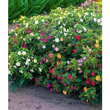 R2093 RIDDLER 2G Samenblumen TORAF mehrfarbig Blumenbeete fluoreszierende Farbe