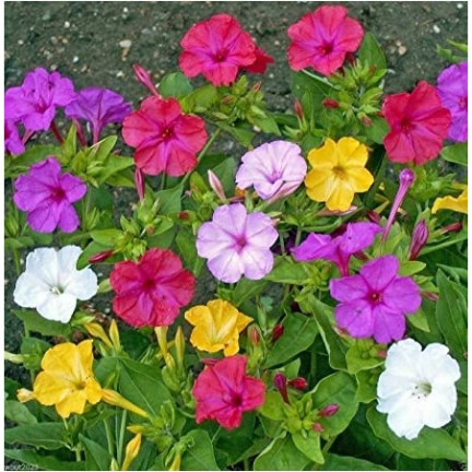 R2093 RIDDLER 2G Samenblumen TORAF mehrfarbig Blumenbeete fluoreszierende Farbe