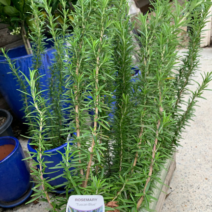 Z3028 ROSMARIN AROMATISCHE KRÄUTER SAMEN MEHRJÄHRIG 0.1G
