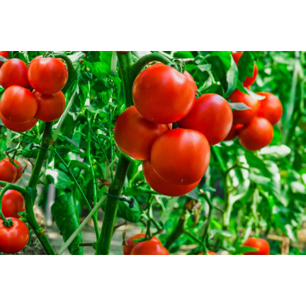 W1160 HIMBEERE GEMAHLENE TOMATENSAMEN FÜR SAUCEN KONSERVEN 0,5G