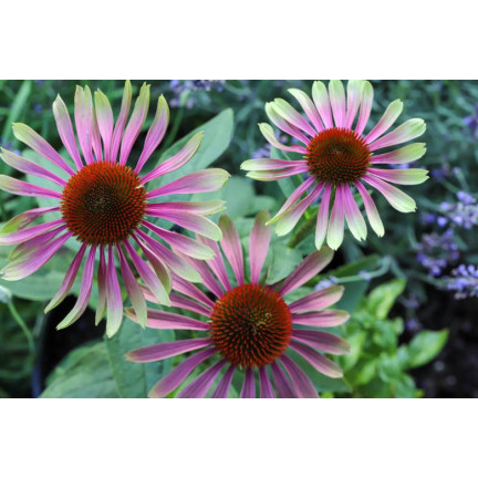 R4287 ECHINACEA GRÜNER TWISTER SAMEN LOCKT BIENEN SCHMETTERLINGE 0.3G