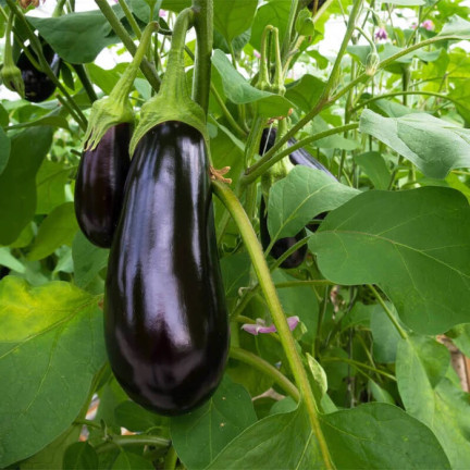 W1003 AUBERGINE SAMEN SCHWARZE SCHÖNHEIT LILA BIRNE DER LIEBE 1G