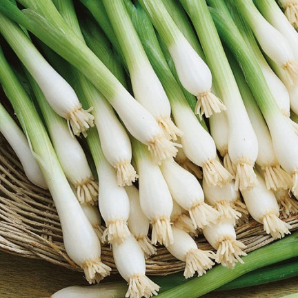 W1022 SEVENTEEN BAYKAL CEBULA GESCHMACK AROMATISCH HAPPENING Allium fistulosum L. 3G