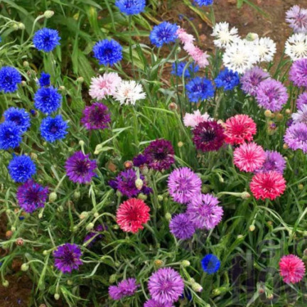 R2068 BABER FLOWER MIX Saatgut, essbare Blumen COLOURFUL MISSILE