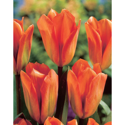 CEB13 TULPENZWIEBEL ORANGE BLUMENZWIEBEL 