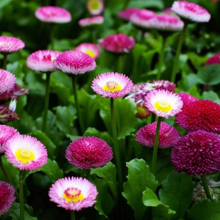R2573 Gänseblümchen, gefüllte Blüten, Mischung, Samen, 0,2 g, bunte Blüten