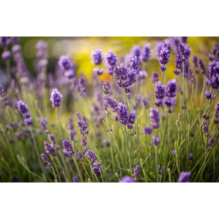 SUM13 Lavendel-Dünger, Sumin-Dünger 1 kg, üppige Blüte, reichhaltige Zusammensetzung, Lavendel-Düngung