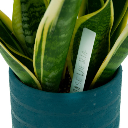 TG60608 ETIKETTIERUNG TAGS PFLANZE SAMEN SÄMLINGE MARKER 10PCS/KPL