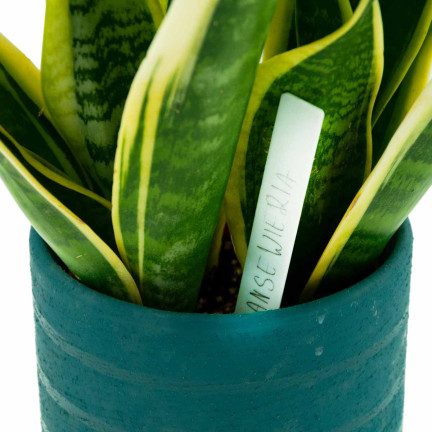 TG67653 ETIKETTIERUNGSANHÄNGER FÜR SETZLINGE 31 STK/KPL