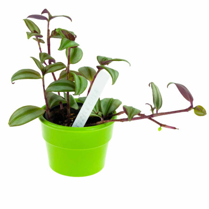 TG67653 ETIKETTIERUNGSANHÄNGER FÜR SETZLINGE 31 STK/KPL