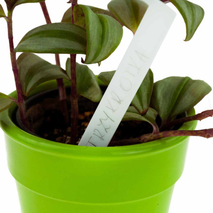 TG67653 ETIKETTIERUNGSANHÄNGER FÜR SETZLINGE 31 STK/KPL