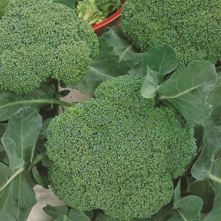 W1008 Brokkolisamen CALABRESE NATALINO FERTILE VITAMINQUELLE LEICHT ANZUBAUEN