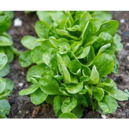 W1186 FELDSALAT GEMÜSESAMEN VITAMINREICHER KOPFSALAT 1G
