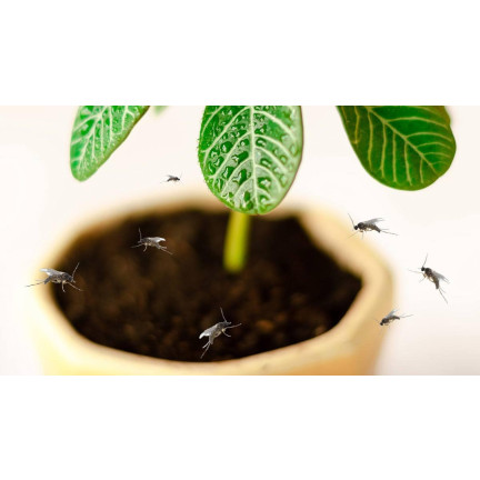 SUM19 Neemzal 5 ml, Mittel gegen Schnecken, Insektizid, Neemöl, Sumin