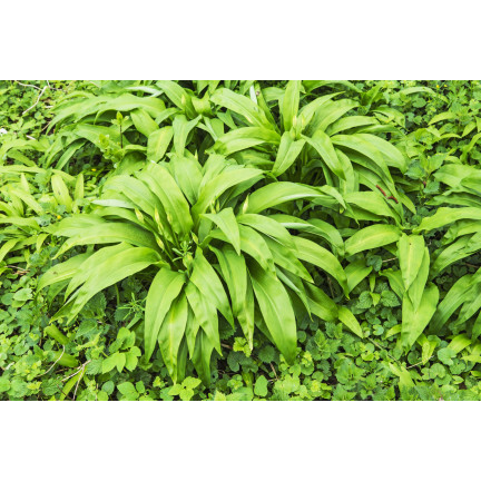 Z3007 Frostbeständiger Kümmel Allium ursinum