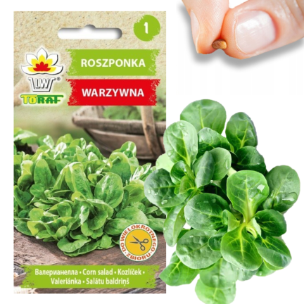 W1186 FELDSALAT GEMÜSESAMEN VITAMINREICHER KOPFSALAT 1G