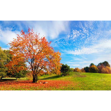 SUM68 SUMIN RASENDÜNGER 1KG HERBST OPTIMALE ZUSAMMENSETZUNG