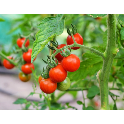 Organischer Dünger für Tomaten, BIO-Granulat, natürlich, Biovita 3 kg