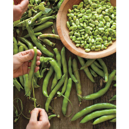 W1006 SEEDS WINDSOR WHITE BROAD BEAN MEDIUM EARLY VERY PROLIFIC 50G