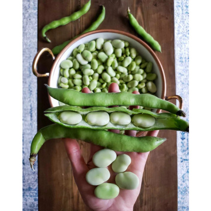 W1006 SEEDS WINDSOR WHITE BROAD BEAN MEDIUM EARLY VERY PROLIFIC 50G