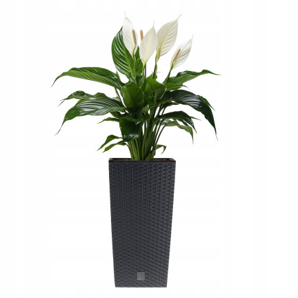 DRTS325-S433 GROSSER TOPF OUTDOOR RATTAN TOPF ANTHRAZIT MIT EINSATZ HOCH