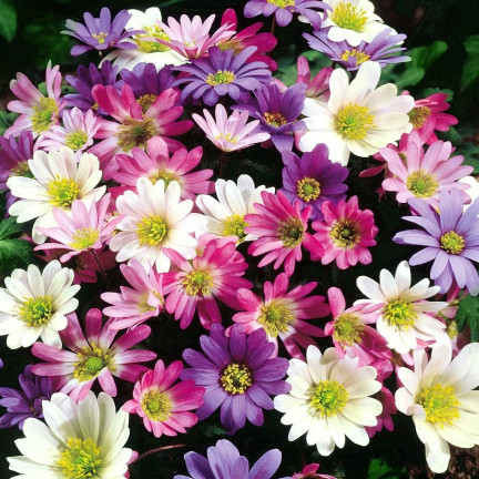 Anemone „Blanda Mixed“, Anemonen-Blumenzwiebeln, Größe 4/5, 50 Stück.