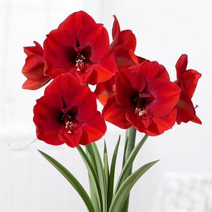 Hippeastrum „Zwartnica Red Lion“, Amaryllis, Größe 24/26, leuchtendes Rot, 1 Stück