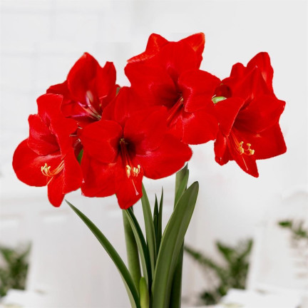 Hippeastrum „Zwartnica Red Lion“, Amaryllis, Größe 24/26, leuchtendes Rot, 1 Stück