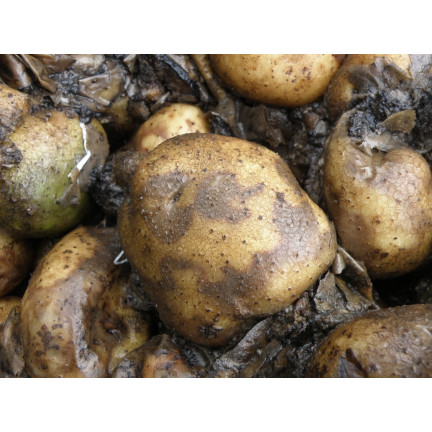 Ökologischer Saatgut-Dünger, natürlich, reichhaltige Zusammensetzung, Power Seed, 5 g