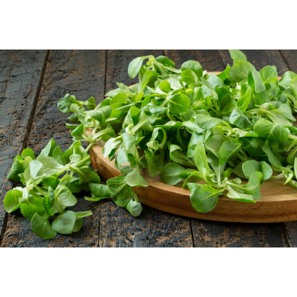 W1186 FELDSALAT GEMÜSESAMEN VITAMINREICHER KOPFSALAT 1G
