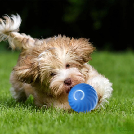 Tg80435 entkommen Ball Hund Katze führte interaktives Spielzeug für Haustier mit USB-Ladegerät
