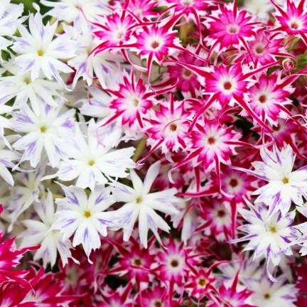 R2100 Sternblüten Samenmischung für Blumenbeete Garten Sommerblüher